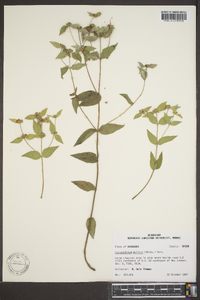 Pycnanthemum muticum image