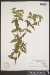 Pycnanthemum muticum image