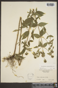 Pycnanthemum muticum image