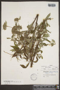 Pycnanthemum pycnanthemoides image