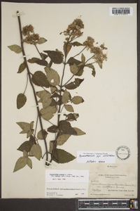 Pycnanthemum pycnanthemoides image