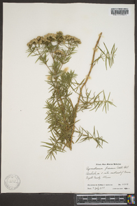 Pycnanthemum flexuosum image