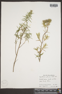 Pycnanthemum flexuosum image