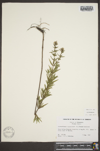 Pycnanthemum virginianum image