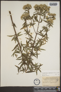 Pycnanthemum virginianum image