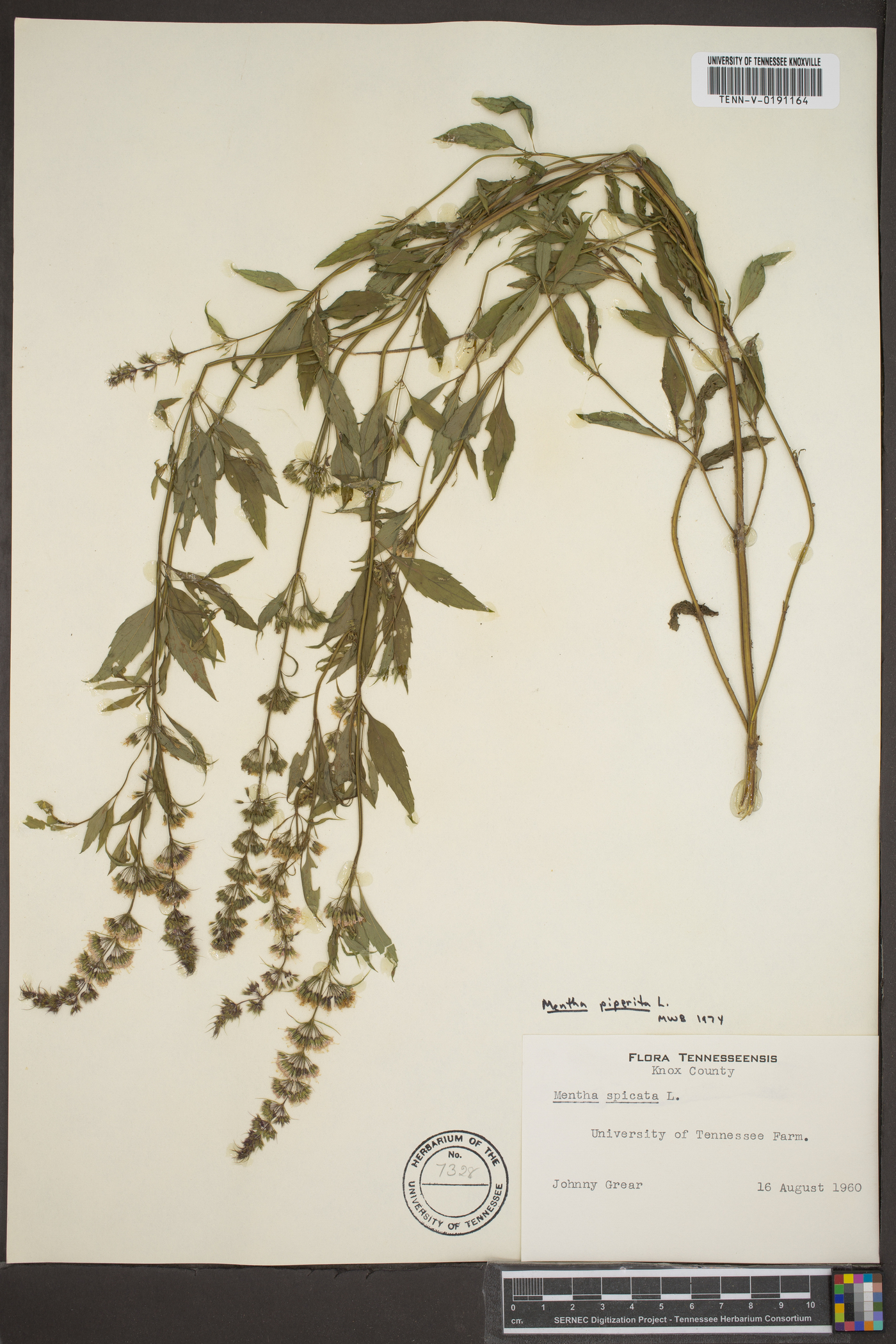 Mentha × piperita image