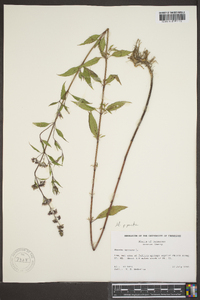 Mentha × piperita image