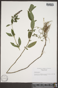 Mentha spicata image