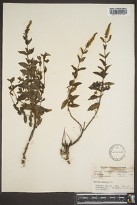 Mentha spicata image