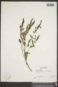 Mentha spicata image