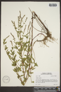 Mentha spicata image