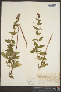 Mentha × piperita image