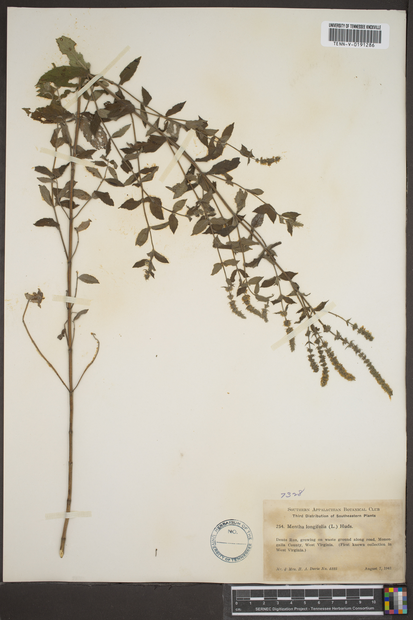 Mentha longifolia image