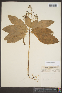 Collinsonia canadensis image