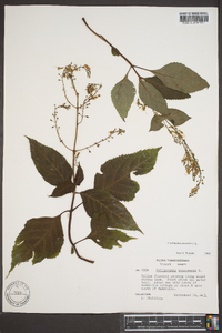 Collinsonia canadensis image