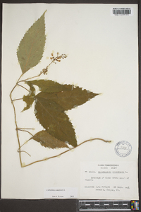 Collinsonia canadensis image