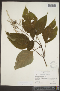 Collinsonia canadensis image