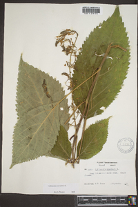 Collinsonia canadensis image