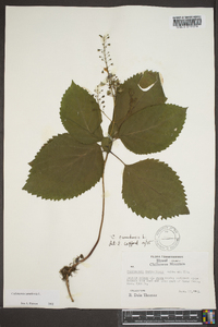 Collinsonia canadensis image