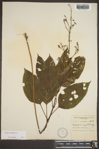 Collinsonia canadensis image