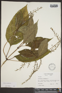 Collinsonia canadensis image