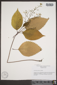 Collinsonia canadensis image