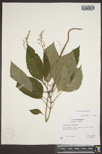 Collinsonia canadensis image