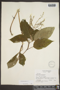 Collinsonia canadensis image