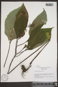 Collinsonia canadensis image