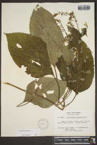 Collinsonia canadensis image