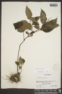 Collinsonia canadensis image