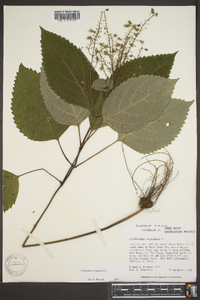 Collinsonia canadensis image