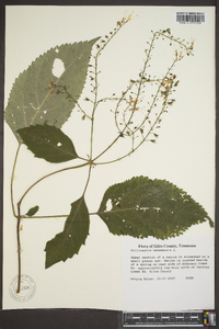 Collinsonia canadensis image