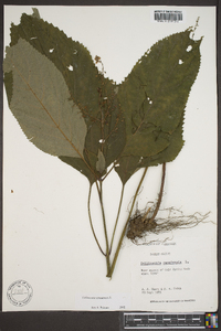 Collinsonia canadensis image