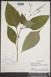 Collinsonia canadensis image