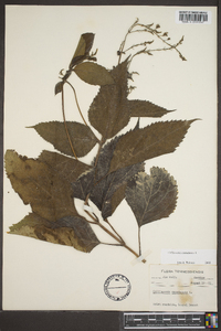 Collinsonia canadensis image