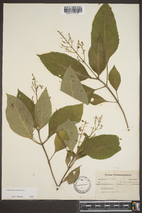 Collinsonia canadensis image