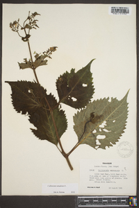 Collinsonia canadensis image