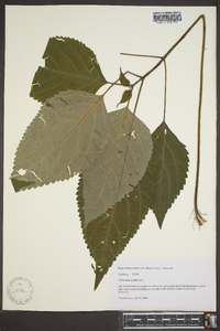 Collinsonia canadensis image