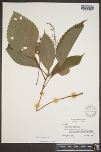 Collinsonia canadensis image