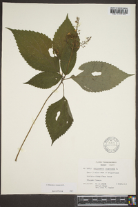 Collinsonia canadensis image