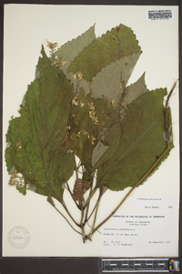 Collinsonia canadensis image