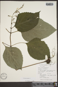 Collinsonia canadensis image