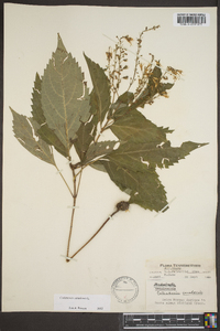 Collinsonia canadensis image