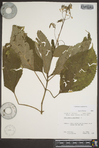 Collinsonia canadensis image