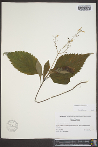 Collinsonia canadensis image