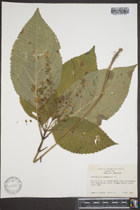 Collinsonia canadensis image