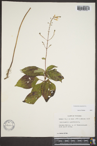 Collinsonia canadensis image