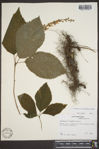 Collinsonia verticillata image