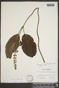 Collinsonia verticillata image